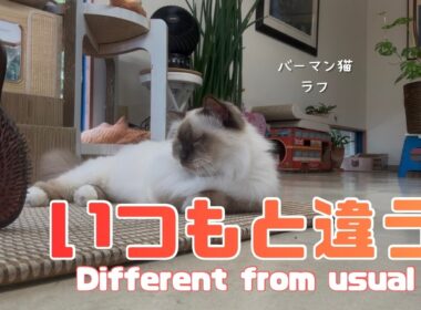 バーマン猫ラフ【いつもと違う】Different from usual（バーマン猫）Birman/Cat