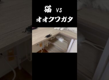 猫 vs オオクワガタ　まさかの結末！ #shorts  #ペルシャ猫 #オオクワガタ