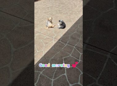 good morning ☀️