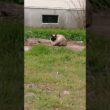 冷える朝方、まるまるシャム猫っぽいの。【お外の動物その662】#shorts