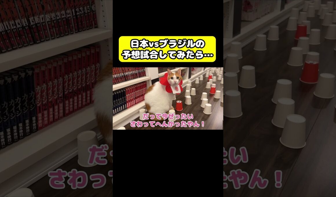 日本vsブラジル予想試合してみた… #猫 #おもしろ #アテレコ #ニャンチューバーつくし＃ワールドカップ #W杯