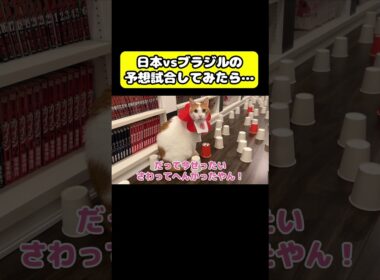 日本vsブラジル予想試合してみた… #猫 #おもしろ #アテレコ #ニャンチューバーつくし＃ワールドカップ #W杯