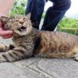 キジトラ猫をモフっていたら友達のシャム猫の所へ案内してくれた