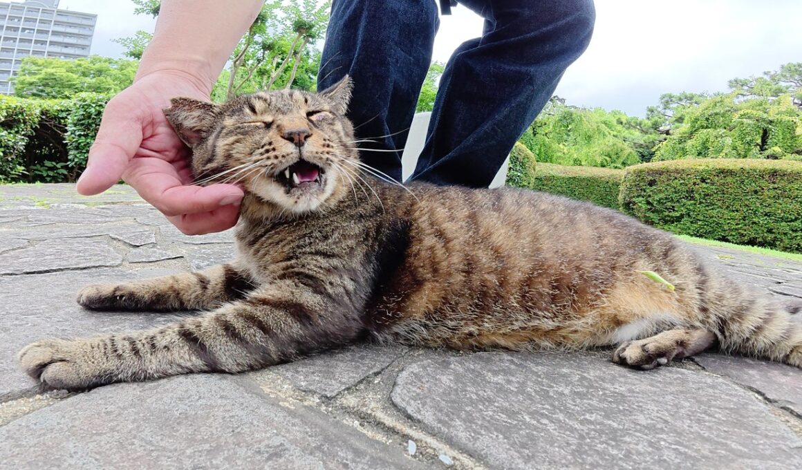 キジトラ猫をモフっていたら友達のシャム猫の所へ案内してくれた