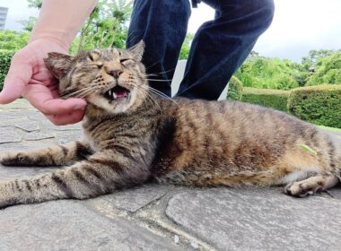キジトラ猫をモフっていたら友達のシャム猫の所へ案内してくれた