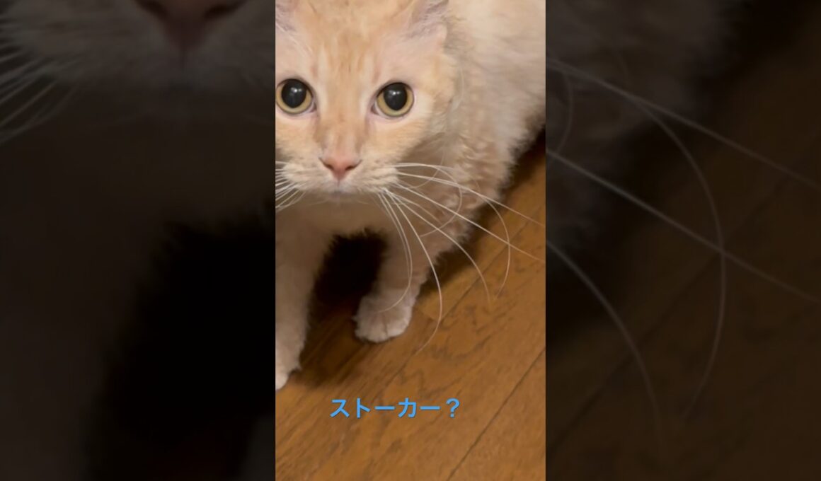 ストーカーな可愛いラパちゃん〜ラパーマのラパちゃん