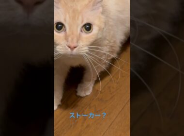 ストーカーな可愛いラパちゃん〜ラパーマのラパちゃん
