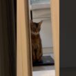 お風呂から出待ちねこちゃん　#cat #ねこ #アビシニアン