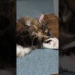 【メインクーン】夜の毛づくろい【cat】      #cat     #メインクーン  #mainecoon #猫のいる暮らし 　