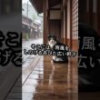 雨の日の道案内。猫が教えてくれた秘密の雨宿り