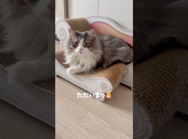 早く帰ったのにこの態度です。 #ノルウェージャンフォレストキャット #大型猫 #猫のいる暮らし #猫とおしゃべり