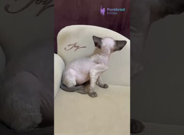 Meet Rudik: The Seal Point Devon Rex with Bright Blue Eyes and Endless Cuddles 💙😻✨ #DevonRex