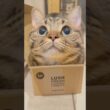 【天使】もふもふ猫たちが可愛すぎて発狂する主たちwww #cat #猫