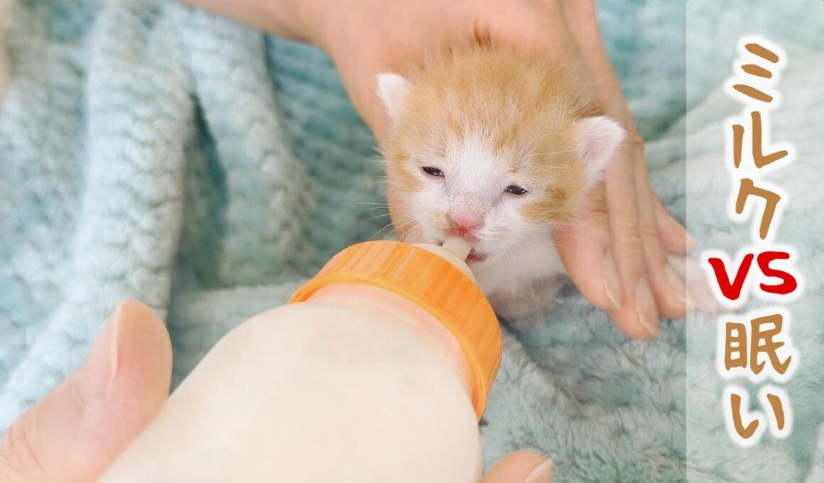 子猫が無邪気にくねくねするとかわいすぎてあかん！最初ミルクをかたくなに飲まなかった子猫ほどベテラン飲み師になりやすい【保護猫生活4日目】
