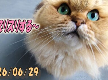 擦り擦りするペルシャ猫ひとみ。バルコニーでアロエが気になるね　Persian cat Hitomi's days　2026/06/29