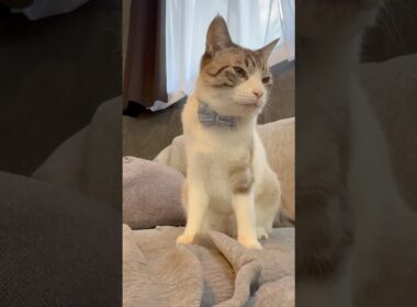 新しい首輪になりご満悦な猫さん達