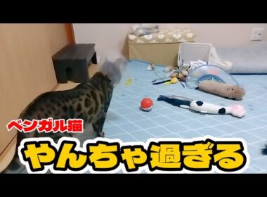 【ベンガル猫】何歳になってもやんちゃ過ぎるベンガル猫がかわいい