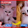 【子猫 保護】ひとりぼっちで必死に鳴いている子猫を発見！緊急保護しました【前編】