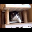 【のんびり】超マイペースなもふ猫達を観察wwwノルウェージャンフォレストキャットとターキッシュアンゴラ