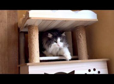 【のんびり】超マイペースなもふ猫達を観察wwwノルウェージャンフォレストキャットとターキッシュアンゴラ
