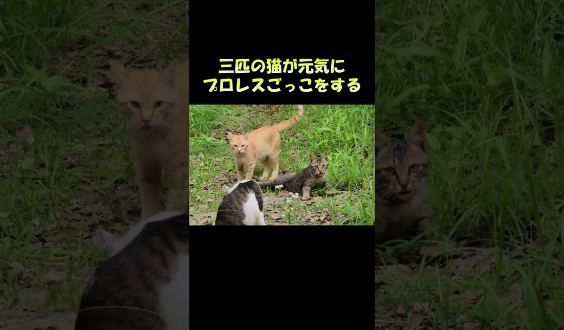 三匹の猫が元気にプロレスごっこをする #猫 #ねこ #cat