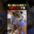 車に轢かれ瀕死の状態で保護された子猫 #動物 #ペット #かわいい #癒し #animals #猫 #子猫