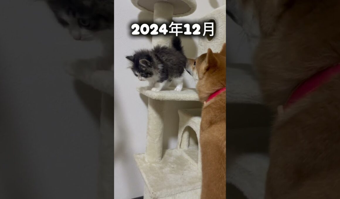 サンタさんからの贈り物　トト君 #子ネコ  #子猫  #赤ちゃん猫   #しばいぬ   #柴犬