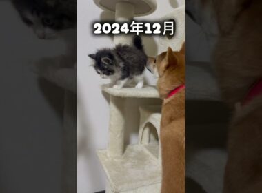 サンタさんからの贈り物　トト君 #子ネコ  #子猫  #赤ちゃん猫   #しばいぬ   #柴犬