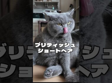 ブリティッシュショートヘアと7年暮らして、今だから言えること