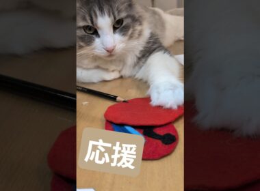 マネージャーのお守り作りにエールをくれる猫 #ノルウェージャンフォレストキャット