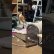 茶白ネコのジュニア「小水、見るなシャム雫、パンダ」