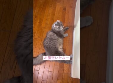 早くしてね #ねこ動画 #アメリカンカール #猫好きさんと繋がりたい