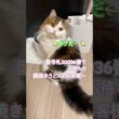 鍋焼きうどんを頼んだ猫#shorts #猫のいる暮らし #スコティッシュフォールド長毛 #鍋焼きうどんを頼んだ猫
