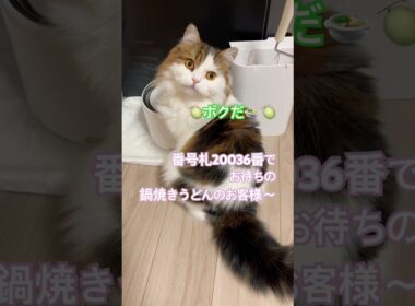 鍋焼きうどんを頼んだ猫#shorts #猫のいる暮らし #スコティッシュフォールド長毛 #鍋焼きうどんを頼んだ猫