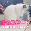 バーマン猫ラフ【舌のスピード】Tongue speed（バーマン猫）Birman/Cat