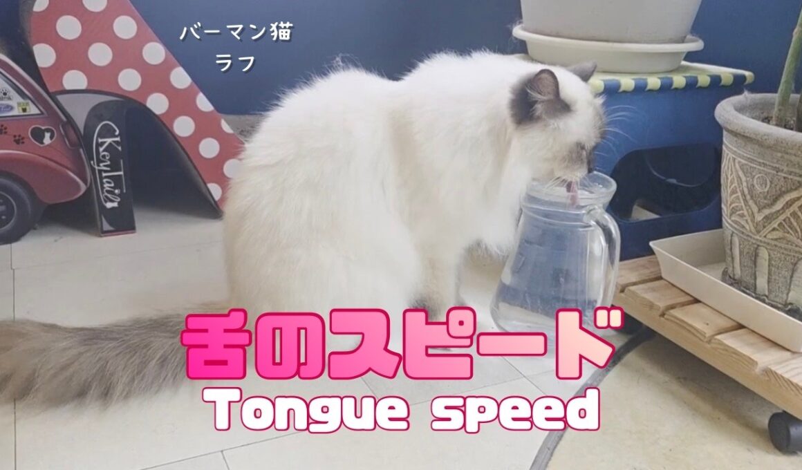 バーマン猫ラフ【舌のスピード】Tongue speed（バーマン猫）Birman/Cat