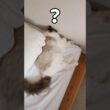 ベッド上で1番狭いとこ🐑 #shorts #猫 #ラグドール #甘えん坊猫 #ねこ #猫のいる暮らし