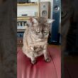 【怒るけどそばから離れずグルーミング猫】🤣やめてにゃ！構われるとわかっていながら寄ってくるしまあ仕方ないよね😽#egyptianmaucat #エジプシャンマウ #グルーミング猫 #shorts