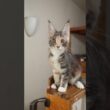 抱っこが好きなメインクーン子猫の安寿ちゃん