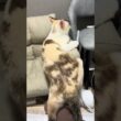 尻叩き専用特等席 #cat #シャムミックス