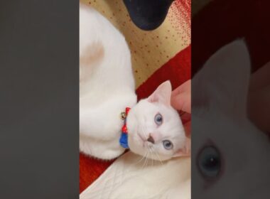 子猫の頃からお出迎えしてくれる弟猫が可愛い