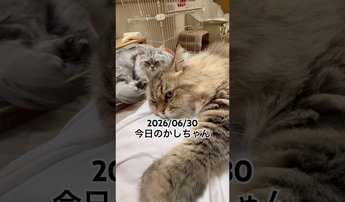 2026/06/30今日のかしちゃん #猫 #ペルシャ #カシス #cat #猫のいる暮らし
