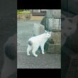 駆け足のさんぽねこのゆきちゃん！ #熱海 #ジャパニーズ・ボブテイル #cat #猫のいる暮らし #伊豆 #animals #ねこ #保護猫  #相模灘 #野良猫