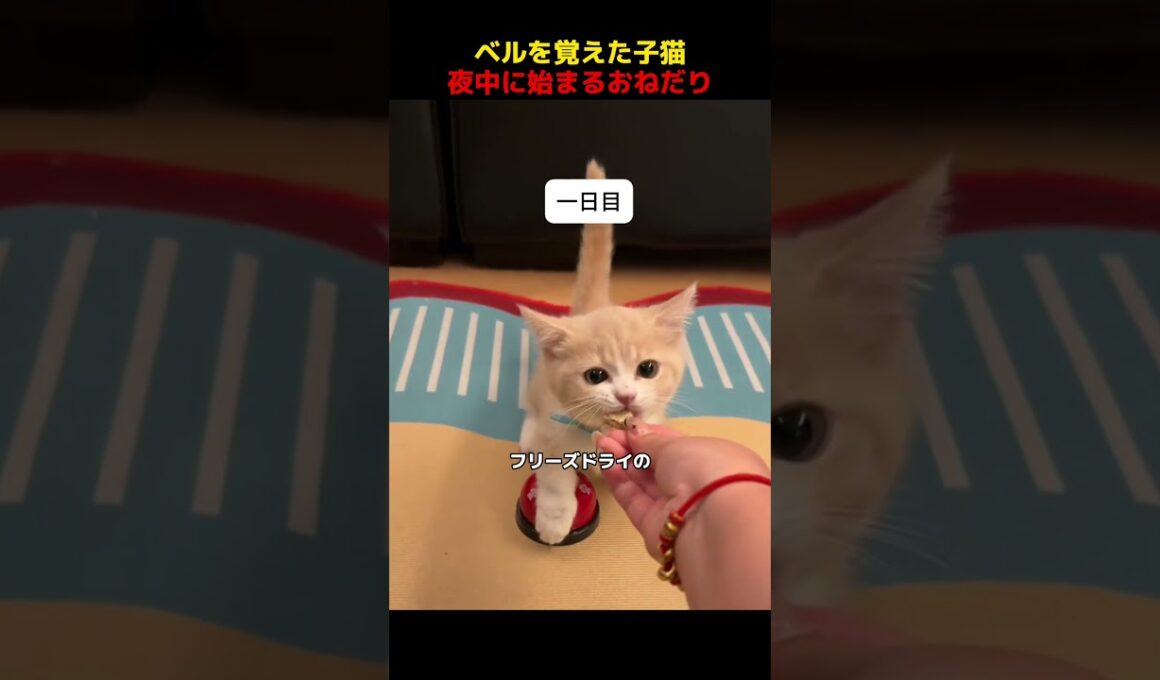 ベルを覚えた子猫、夜中に始まるおねだり！#shorts   #動物 #ペット