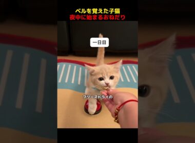 ベルを覚えた子猫、夜中に始まるおねだり！#shorts   #動物 #ペット
