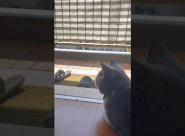 梅雨の中休みのつむやま〜【シャルトリューつむやまのベランダごろごろ日記】 #猫 #ねこ#chartreux #ネコ #シャルトリュー猫好きさんと繋がりたい #ノラジョーンズ #cat #梅雨 #台風