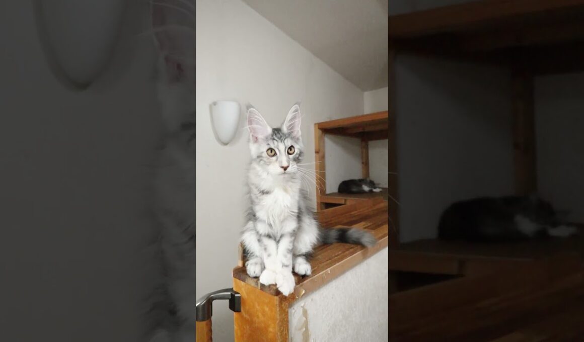 気品のあるメインクーン子猫の真奈ちゃん