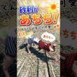 熱い砂利にびっくり！反応がかわいすぎるももくん#スフィンクス #スフィンクス猫 #猫のいる暮らし #猫の散歩 #あちち #おもしろ猫 #かわいい猫 #猫動画 #shorts #sphynx