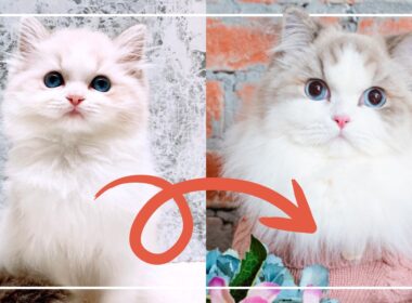 【ラグドール】ミコの1歳までの成長記録！多頭飼いのリアルをお届けします！