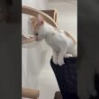 譲渡先募集中 #子ネコ #cat #子猫 #kitten #cute
